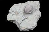 Wholesale Lot of Blastoid Fossils On Shale - Pieces #70899-1
